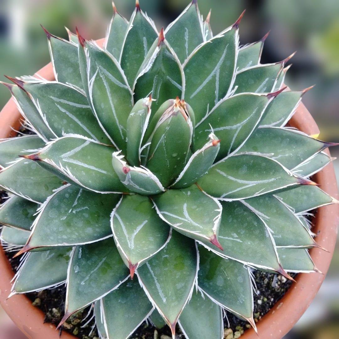 多肉植物　アガベ 王妃笹の雪 Å,B？抜き苗