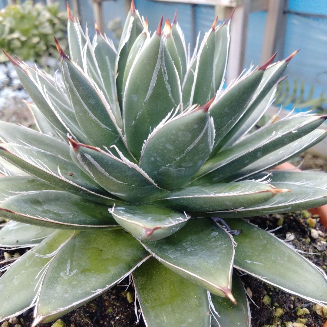 多肉植物　アガベ 王妃笹の雪 Å,B？抜き苗