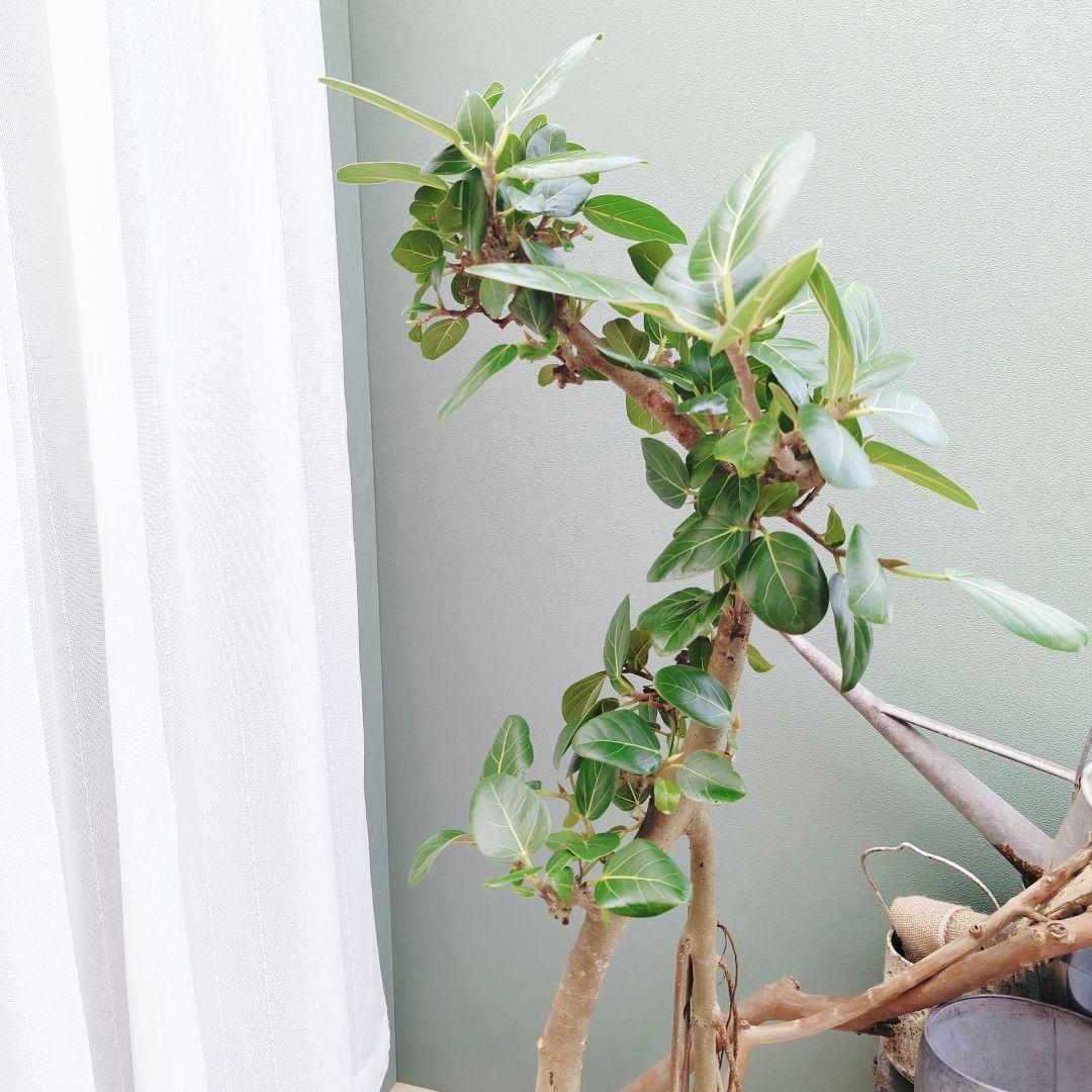 根上がり 太幹 ベンガレンシス 曲がり ８号