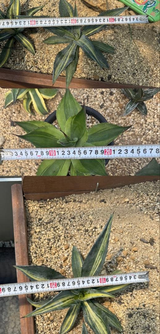 3つまとめて　オバティフォリアキラー　アメリカーナ斑入り①②