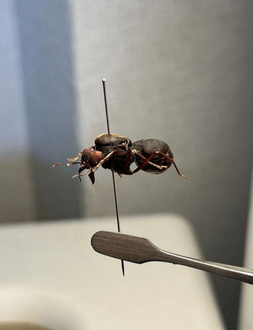 【20mm】ハキリアリの女王標本　Atta cephalotes？ パラポネラ