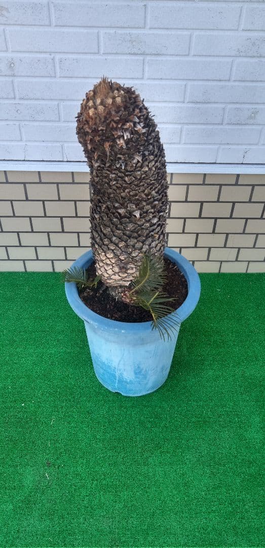 ソテツ子株付き 10号プラ鉢(青) 高さ(鉢底から75cm程)