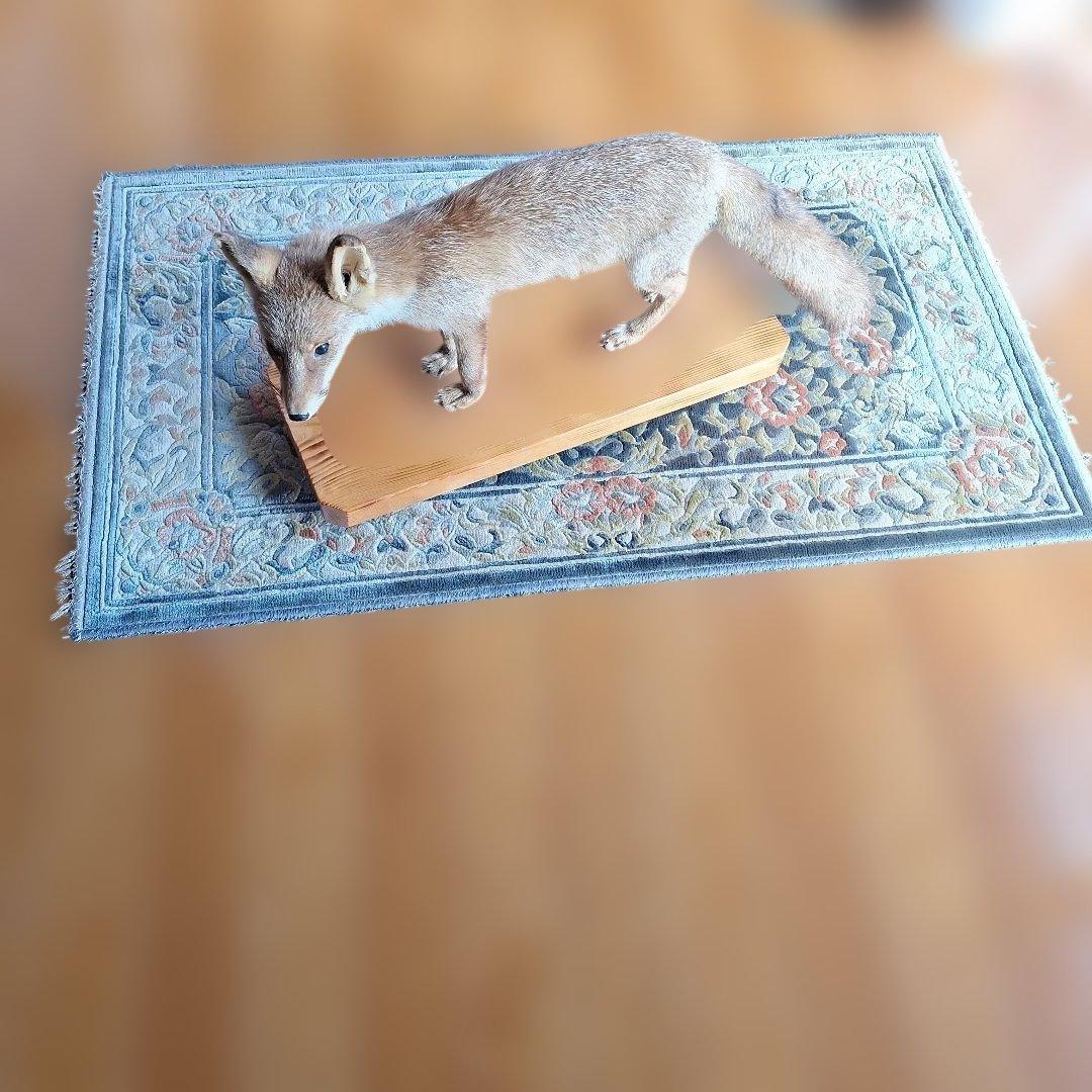 キツネの剥製