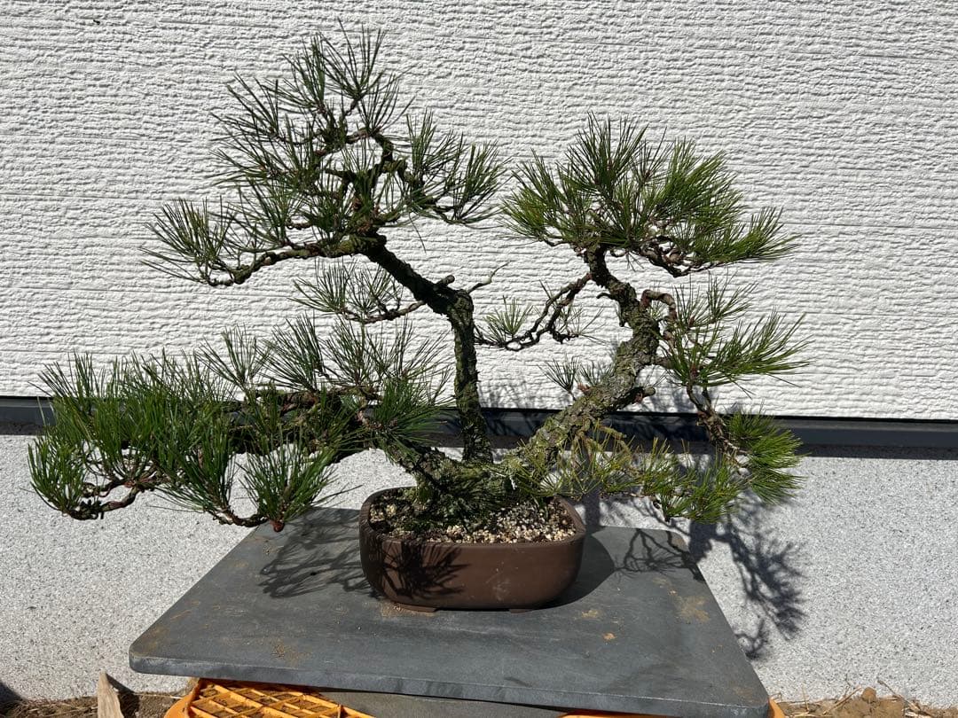 赤松盆栽　株立ち