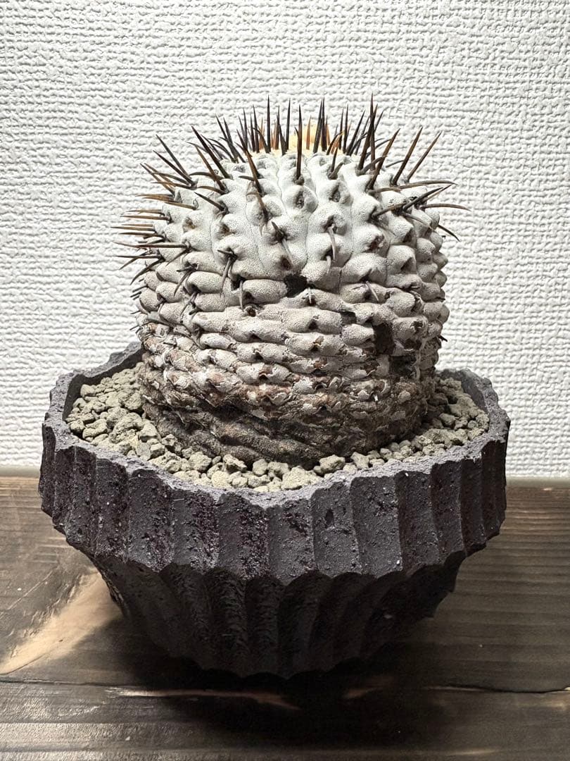 コピアポア Copiapoa コムルナアルバ　現地球　白肌美株　弧竜丸　黒王丸