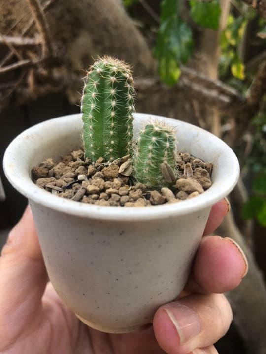 ご確認ページです♪