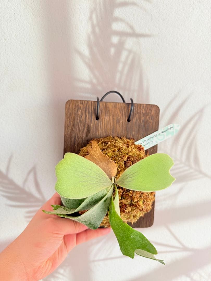 ビカクシダP. Celso x Moonlight スポア株　特選