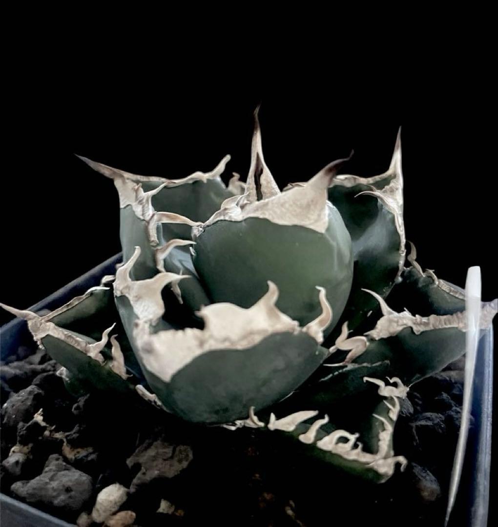 精品美株【台湾株】アガベチタノタ　SAD ドラゴンアガベ　限定1点