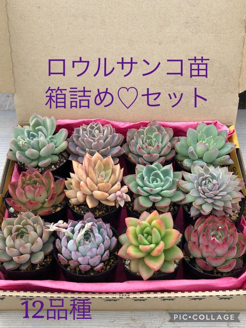 多肉植物 ロウルサンコ苗♡抜き苗セット(メルカリ便)