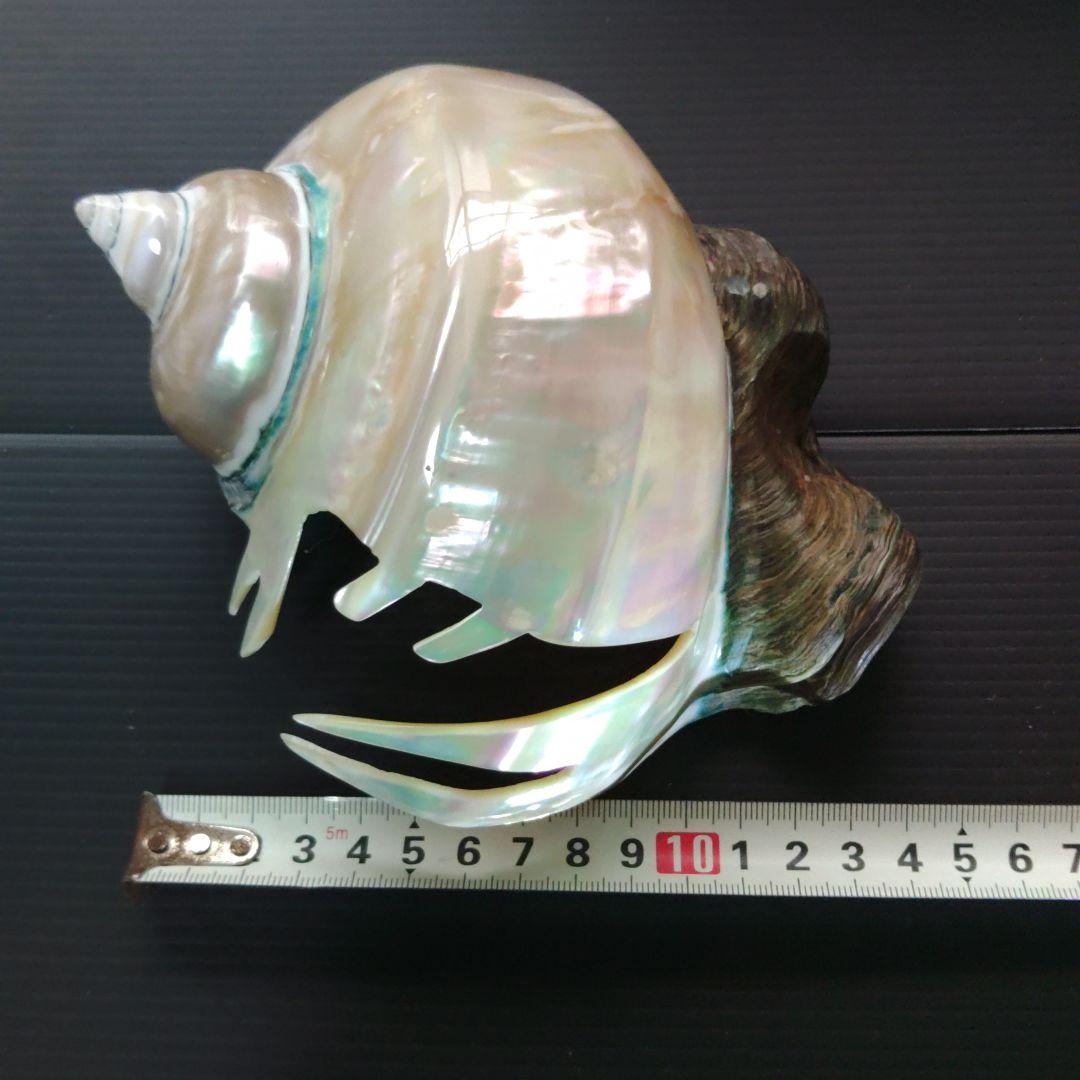 夜光貝のインテリア