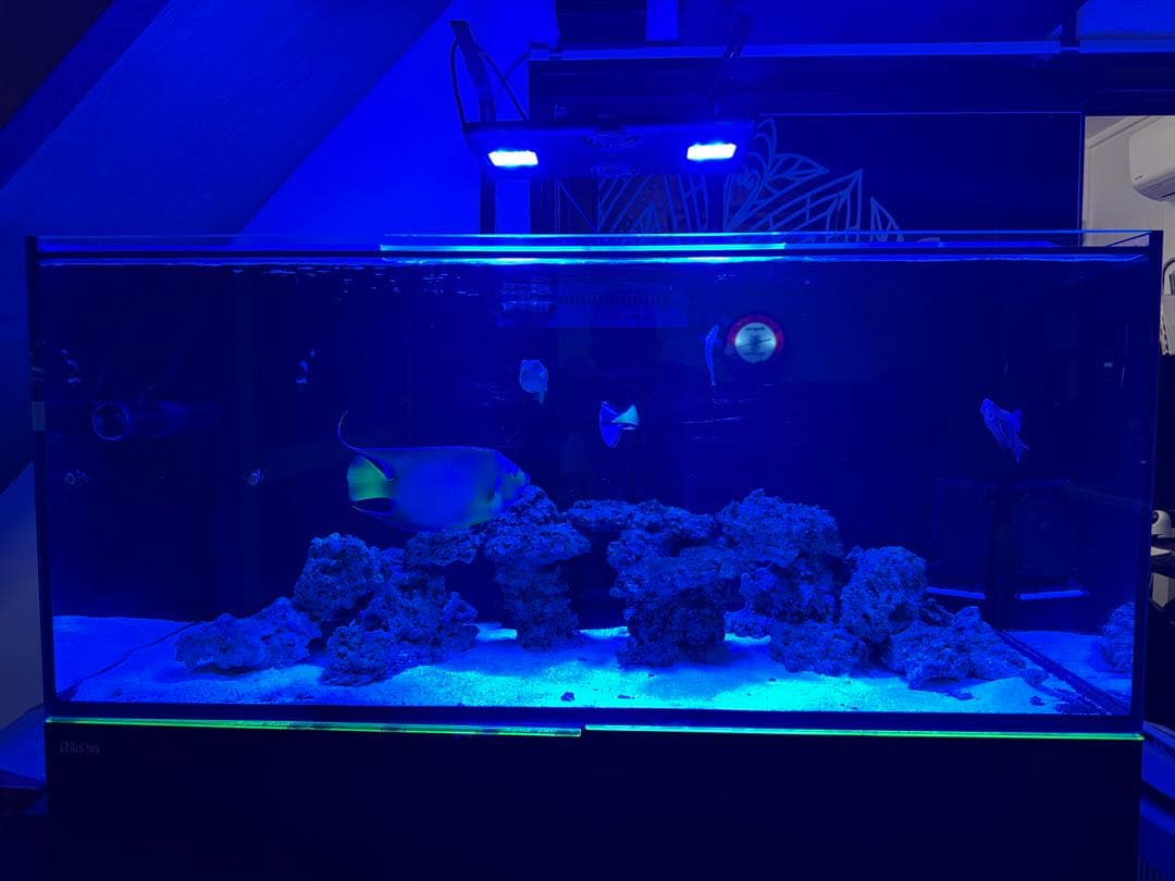 RedSea REEFER 350 海水魚飼育フルセット レッドシー 水槽