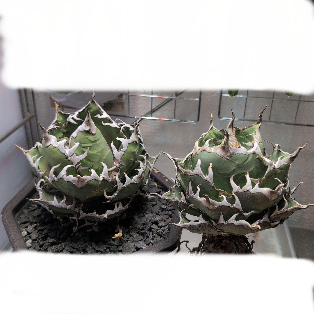 アガベ　チタノタ ハデス　シーザー　セット