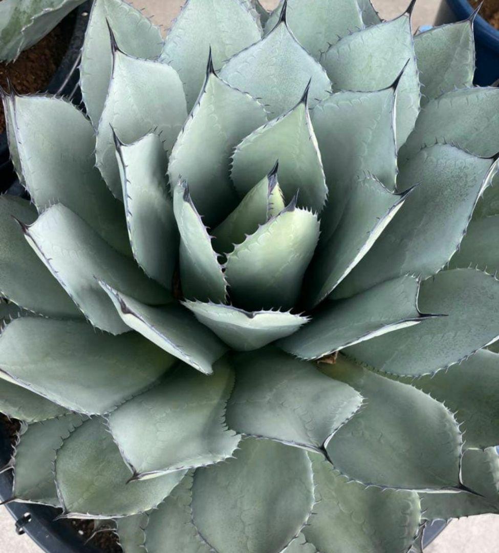 アガベ　姫吉祥天　中株【訳あり　現品のみ】検)　パリー　地植え