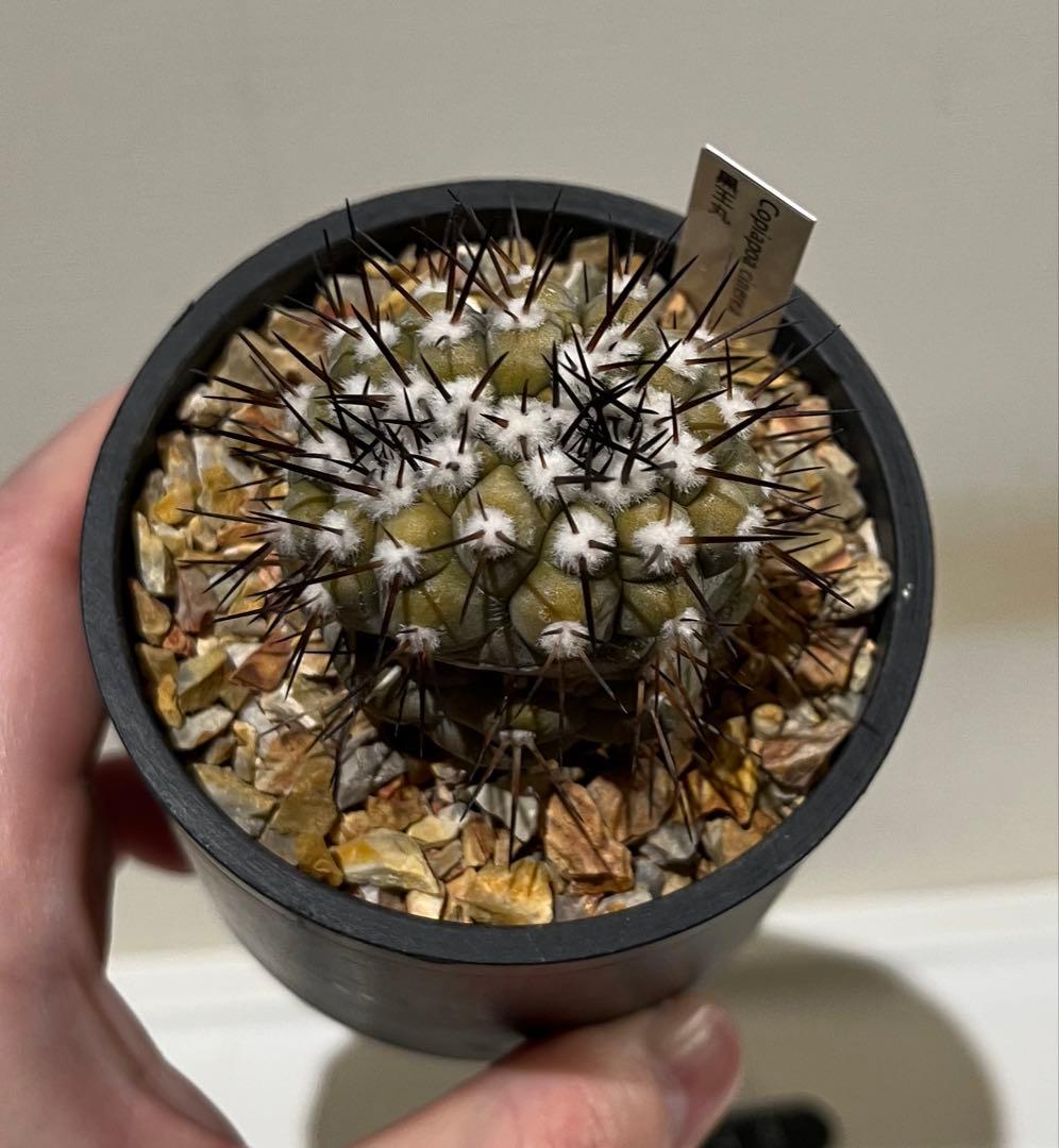 黒王丸実生　モンスト？