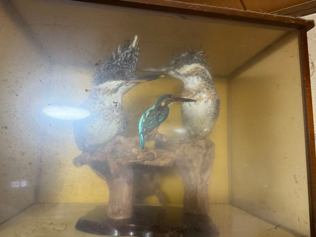 剥製 やませみ ツガイ かわせみ