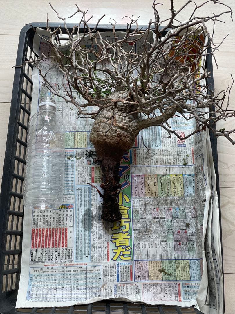 【2025年3月20日入荷 新鮮株③】オペルクリカリア パキプス ベアルート