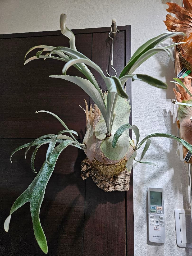 ビカクシダ P.veitchii limited species 3 edition