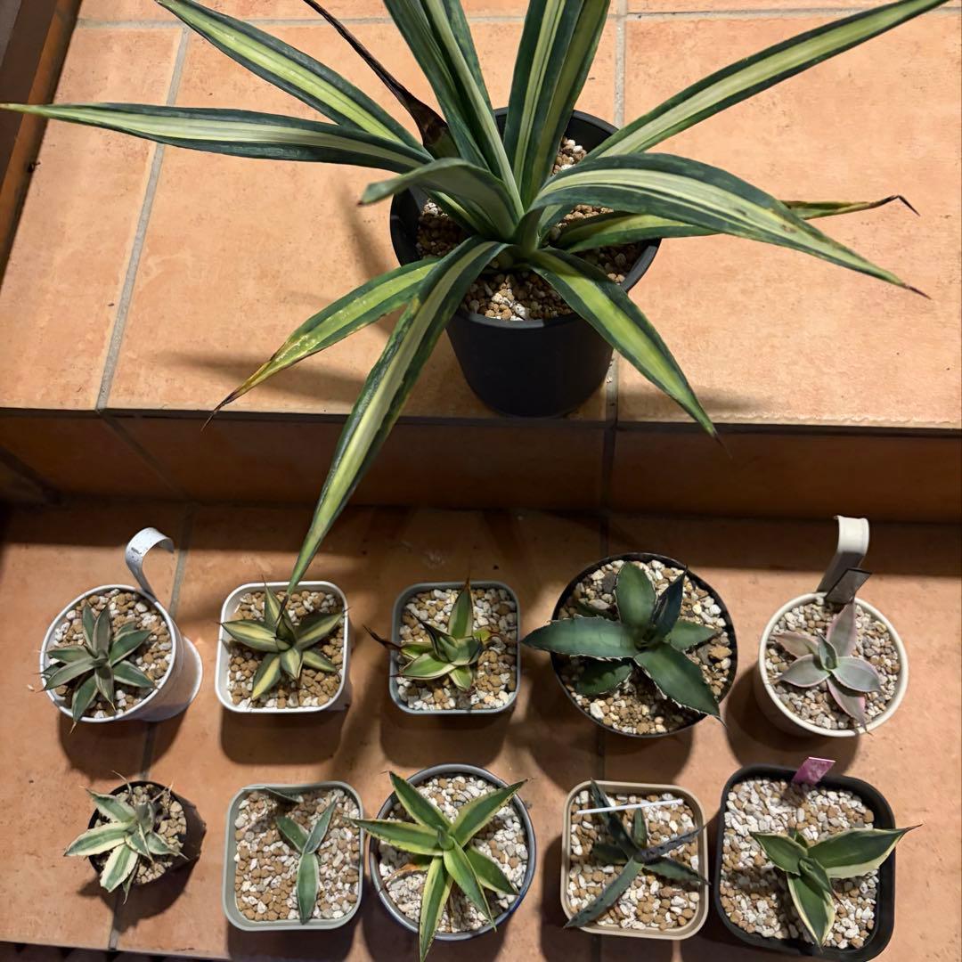 アガベ　特別　12株セット