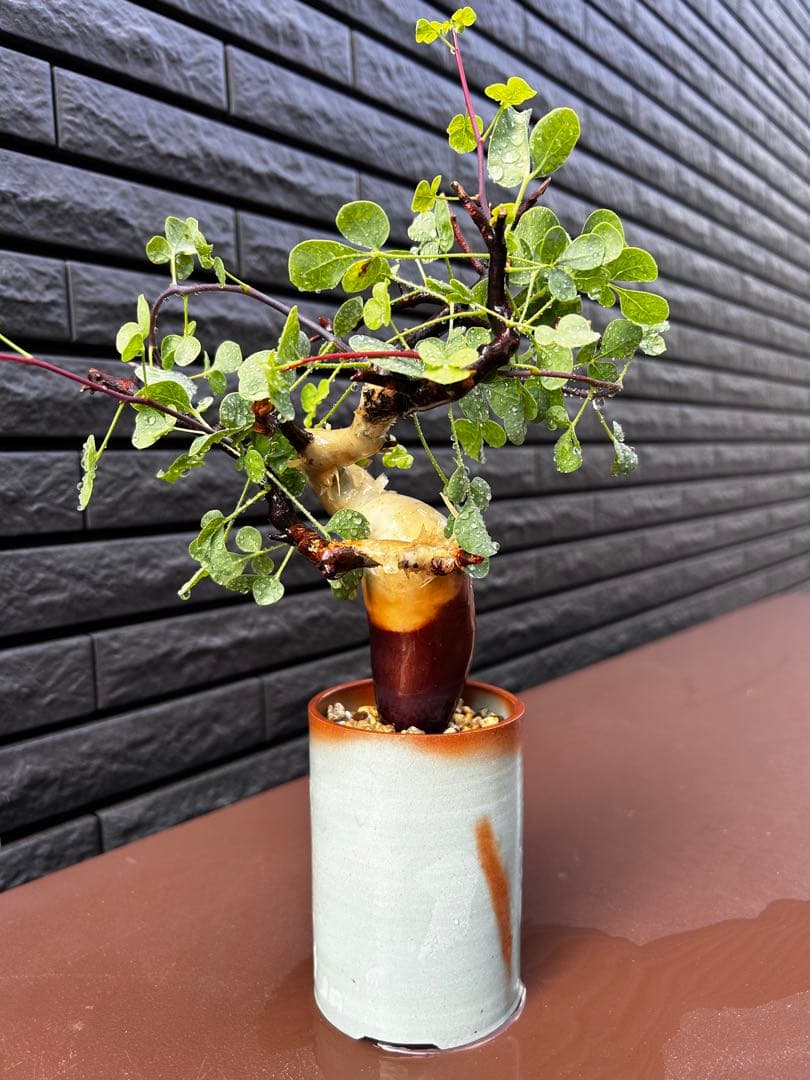 【発根済】コミフォラ カタフ ピュア ソマリア産