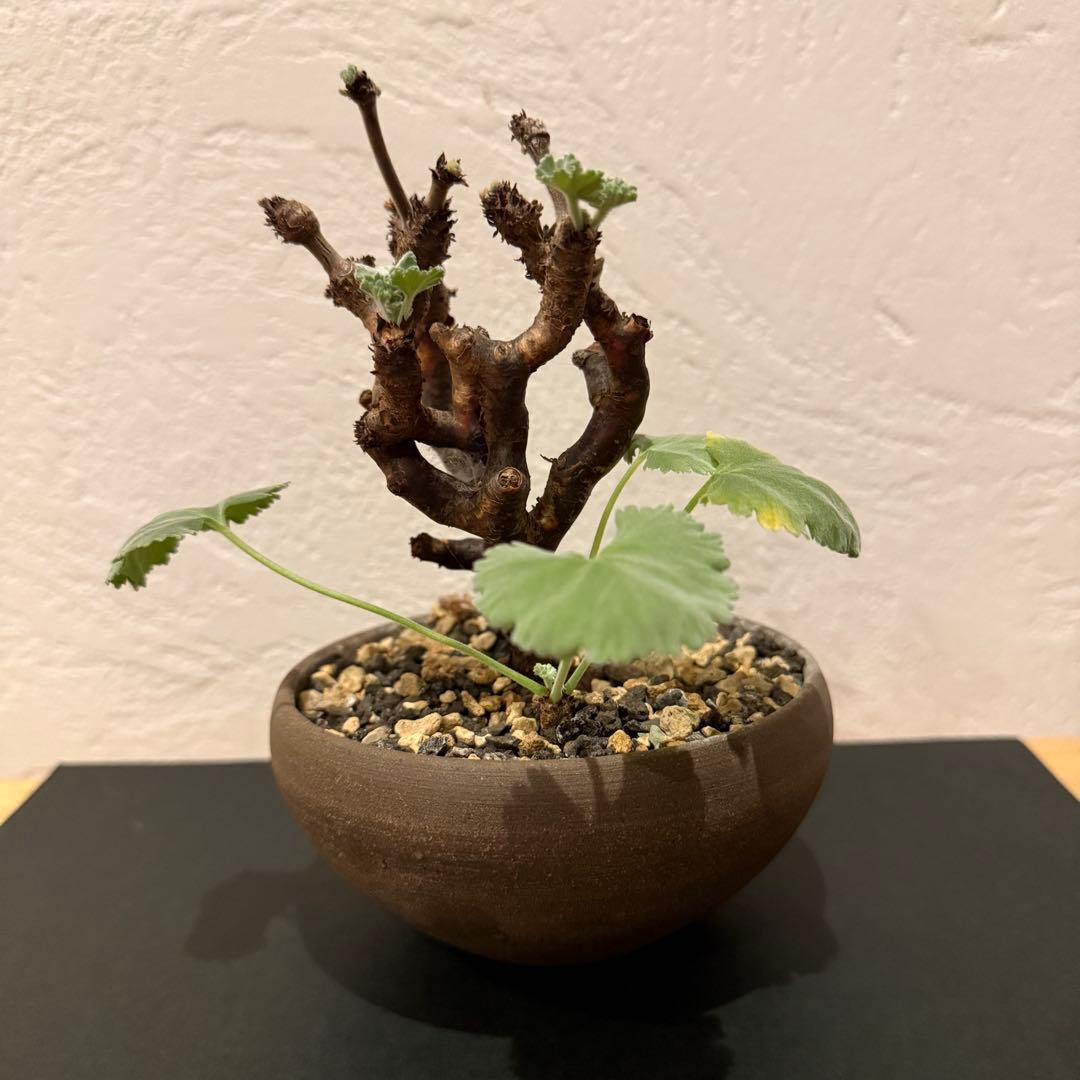 枝挿し 発根済み ペラルゴニウム ミラビレ