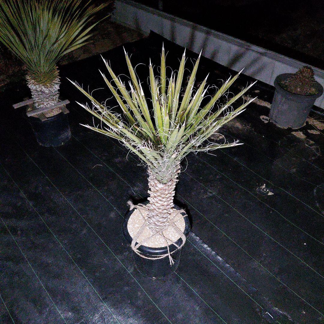 ユッカ　フィリフェラ