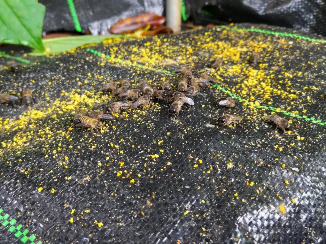 日本蜜蜂 重箱式巣箱4段 スライド底板 t付巣門台座　スノコ付き　セット割有