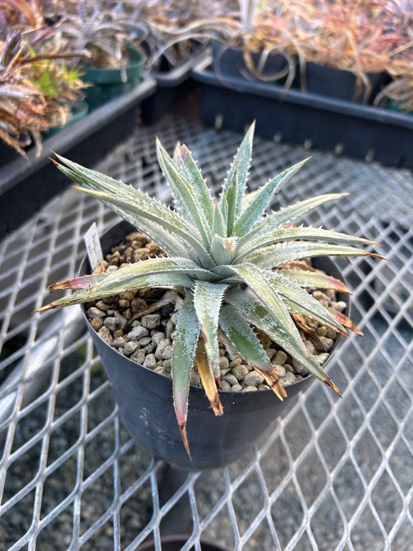 野生原種 ディッキア Dyckia hebdingii white form ⑴