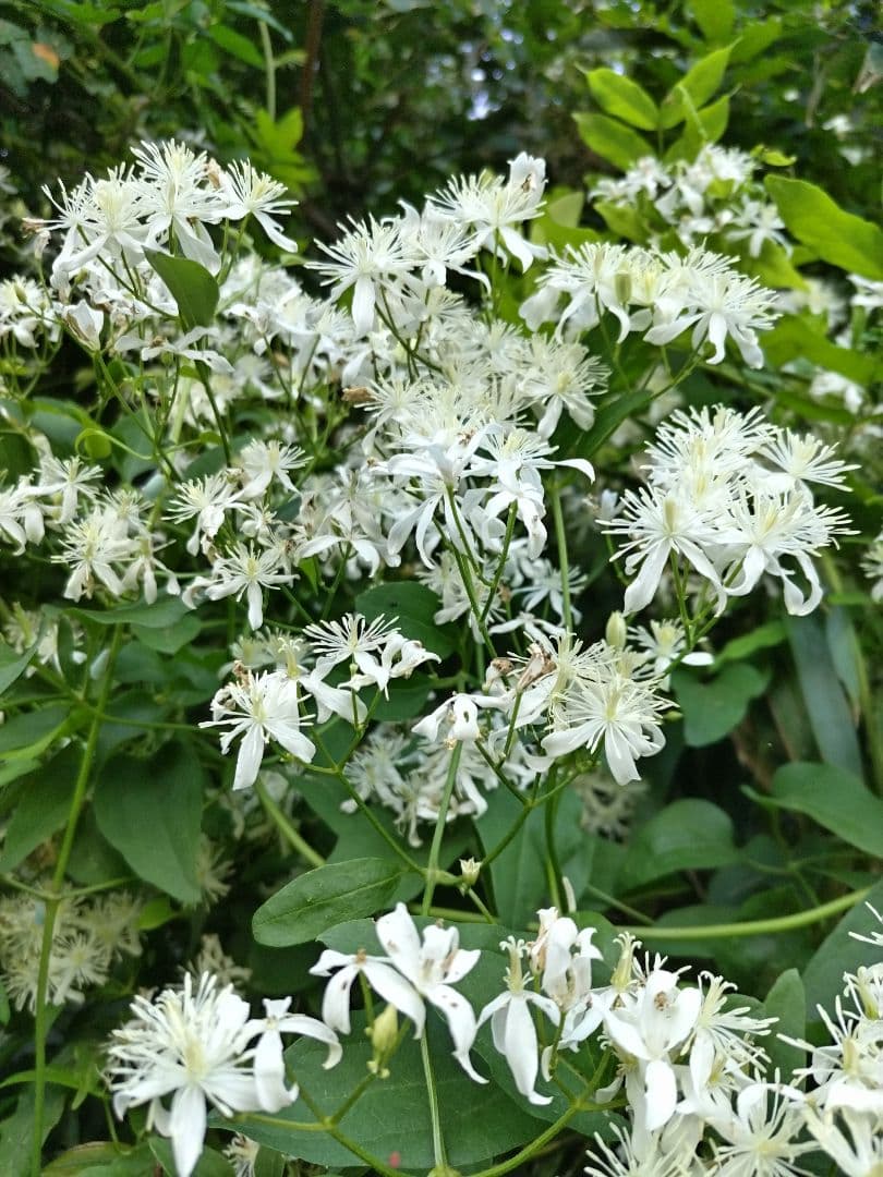センニンソウ他　野の花　ご確認用