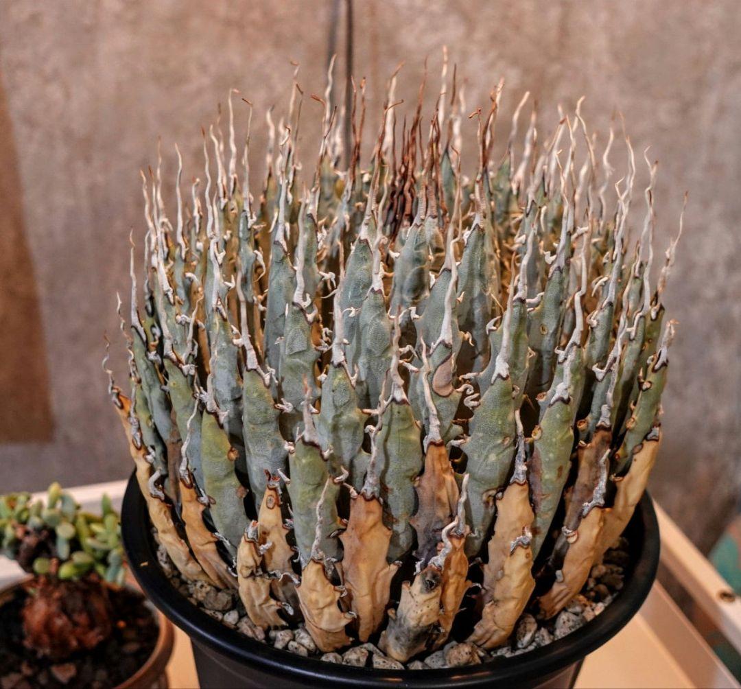 K*G様 【7号XXXLサイズ】発根屋史上最大級・最高のエボリスピナ・発根済の陽