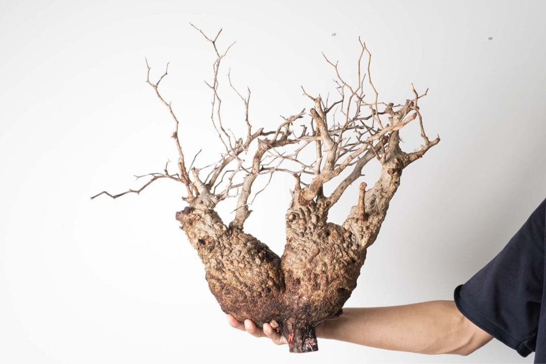 FP55 オペルクリカリア パキプス ベアルート株