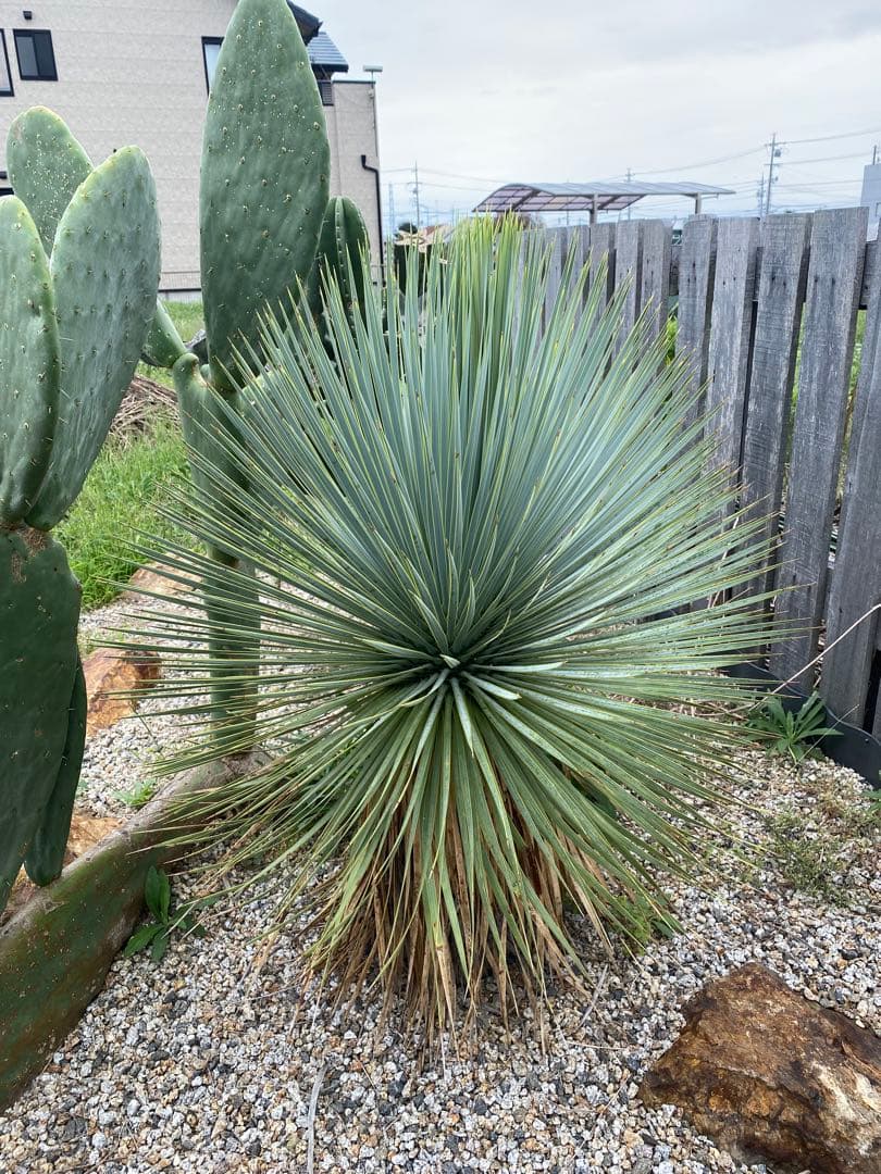 ユッカ　ロストラータ