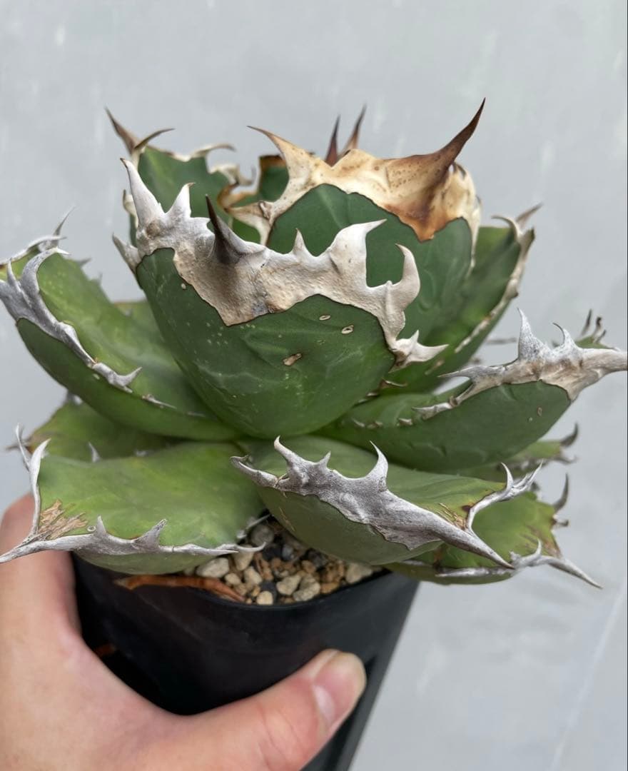 アガベ　オアハカ　オテロイ　子株出品　 big spine