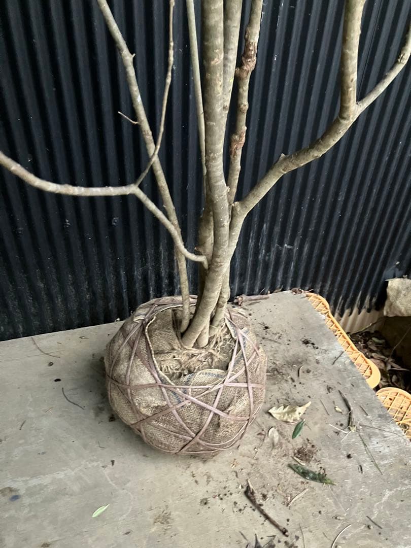 山採り　アオダモ　j