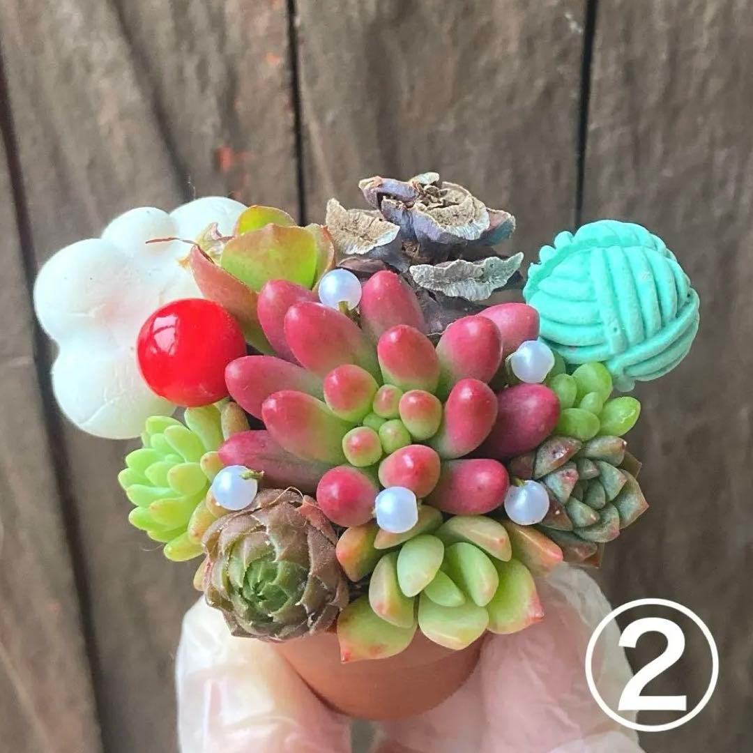 ②♥‬可愛い1寸鉢❤︎多肉植物❤︎ミニ寄せ植え❤︎そのまま飾れる❤︎