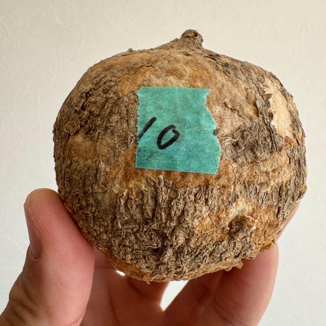 10.アデニア・オバタ 輸入直後ベアルート株　Adenia Ovata