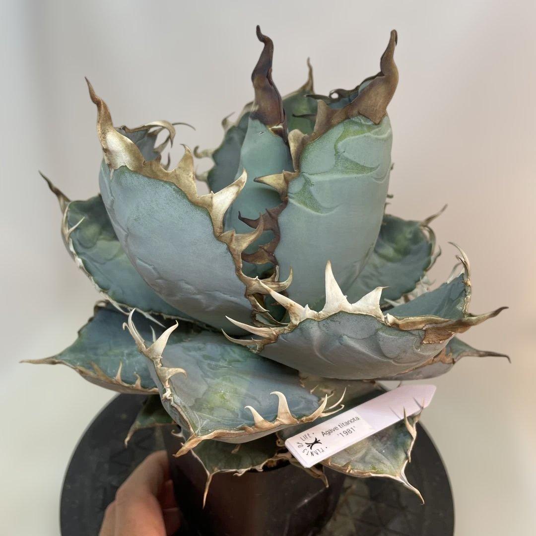 アガベ　チタノタ　‘1981’ 極上ブルー　タグ付き