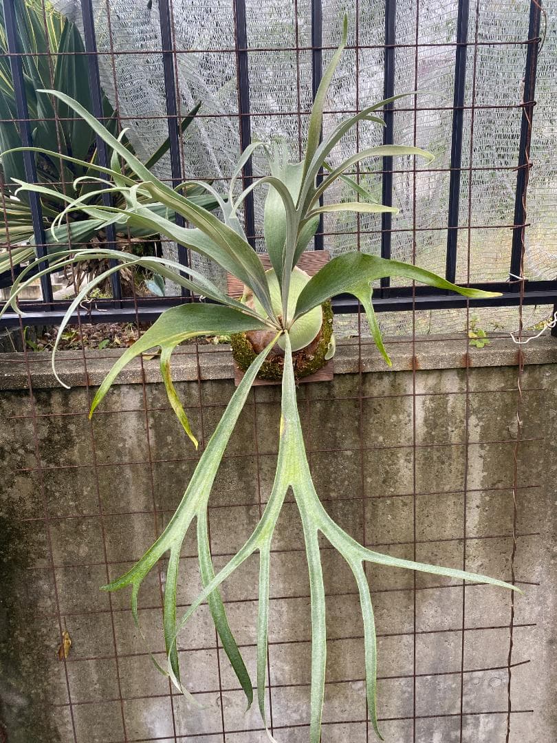 S*u様 キヨヒメ　大株　10/26