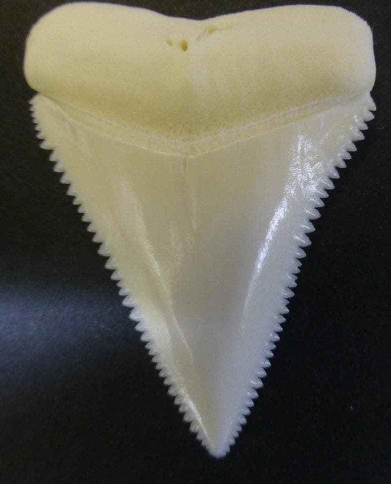 ホホジロザメ（C. carcharias）の歯 (A’品) 48.0ｍｍ