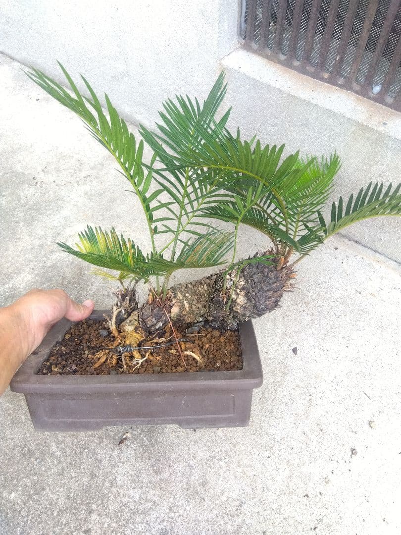 Norito　ソテツ　盆栽　8号陶器鉢つき