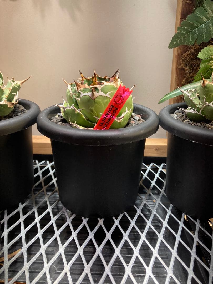 アガベ ペルシアン・ドワーフ