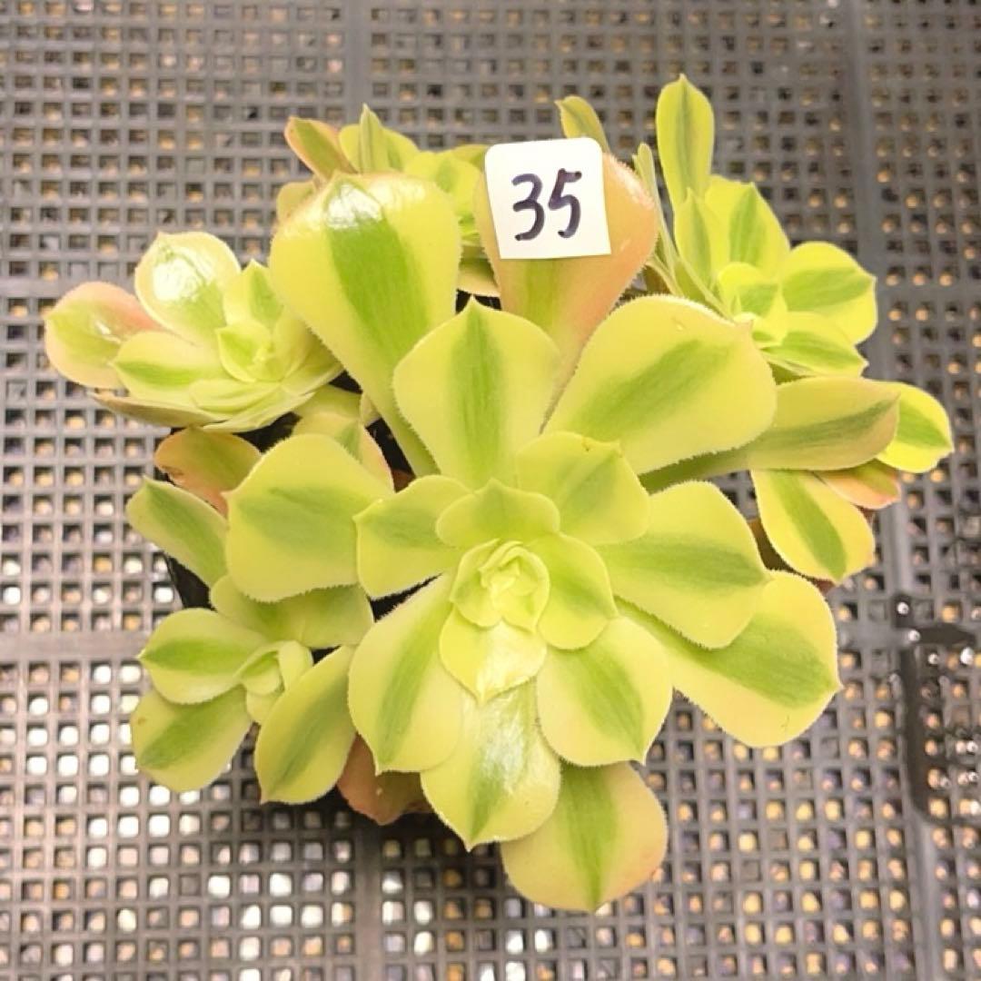 35#多肉植物アエオニウム錦❤️ 洛神❤️5頭13cm拔き苗！