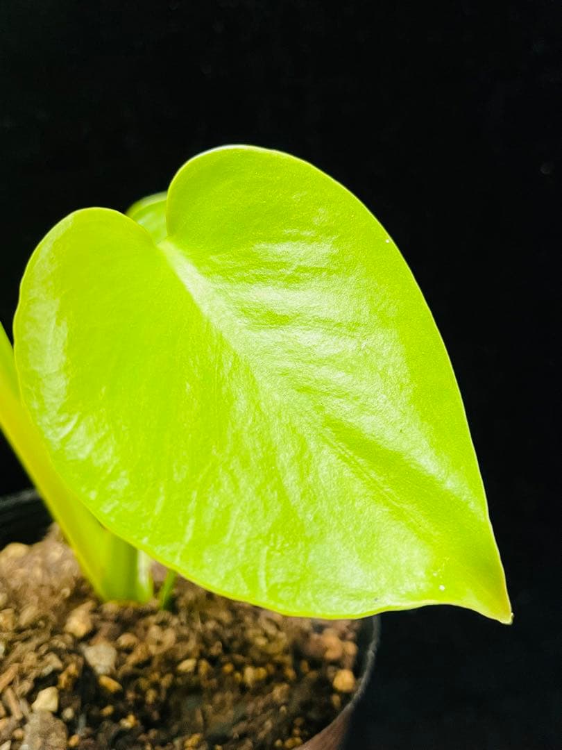 モンステラ　デリシオーサ ‘Triple Yellow’ 新種　黄金葉